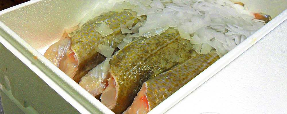 expanded polystyrene EPS fish boxes