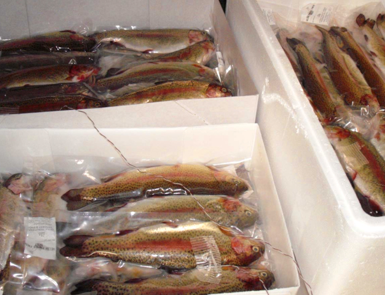Thermal Performance Report for Large Expanded Polystyrene (EPS) Fish Boxes