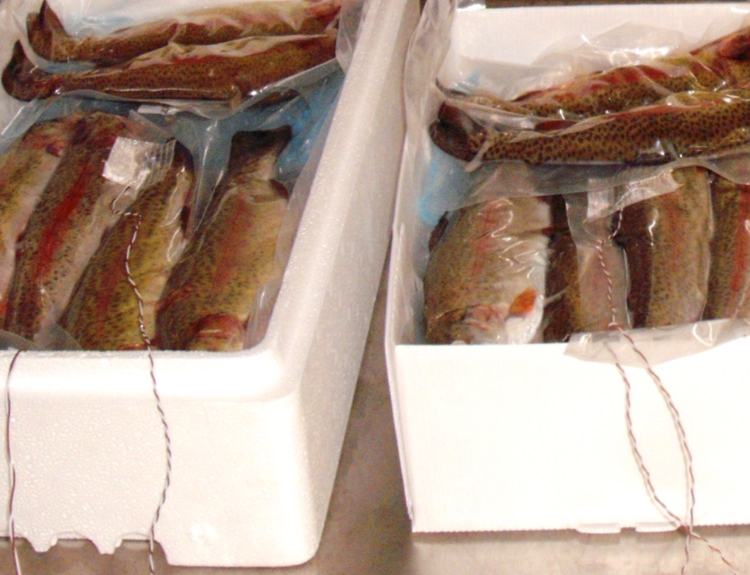 Thermal Performance Report for Small Expanded Polystyrene (EPS) Fish Boxes