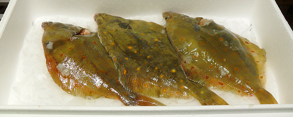 expanded polystyrene EPS fish boxes